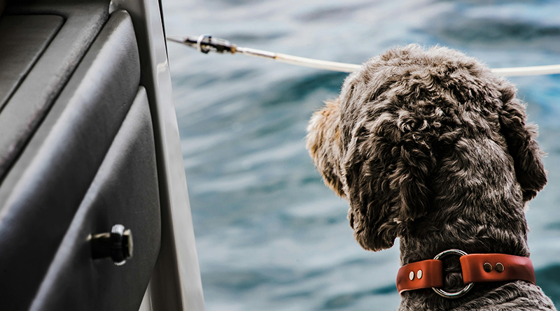 Dog on a boat